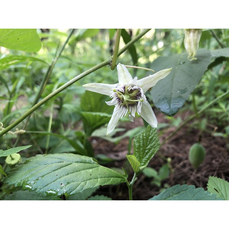 Passiflora Bryonioides - 10 graines