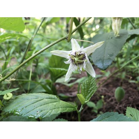 Passiflora Bryonioides