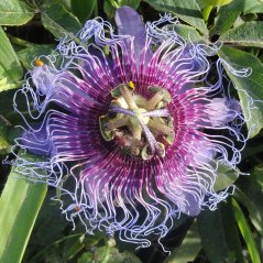 Passiflora Cincinnata