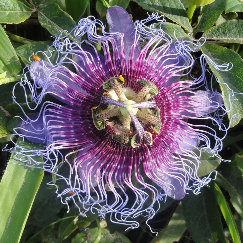 Passiflora Cincinnata - 10 graines Passiflora Cincinnata - 10 graines