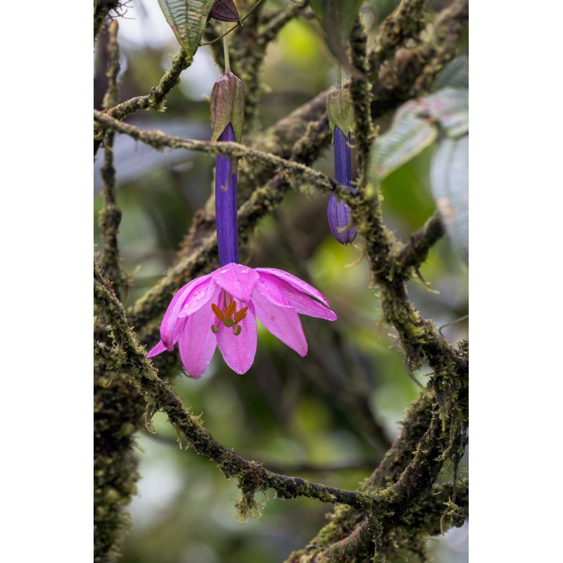 Passiflora Cumbalensis - 10 graines Passiflora Cumbalensis - 10 graines