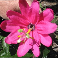 Fleur de la passion andine vigoureuse