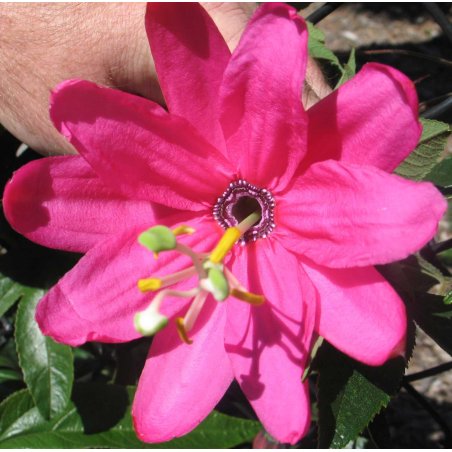 Fleur de la passion andine vigoureuse