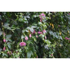 Passiflora tarminiana - Passiflore