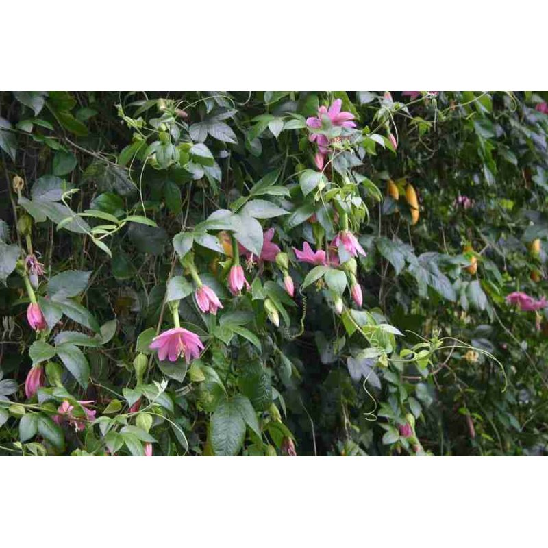 Passiflora Tarminiana - 10 graines Passiflora Tarminiana - 10 graines