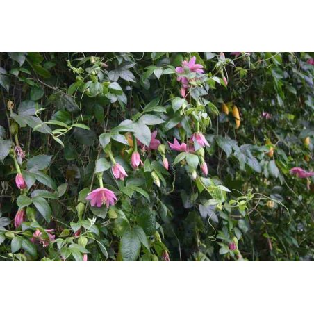 Passiflora tarminiana - Passiflore