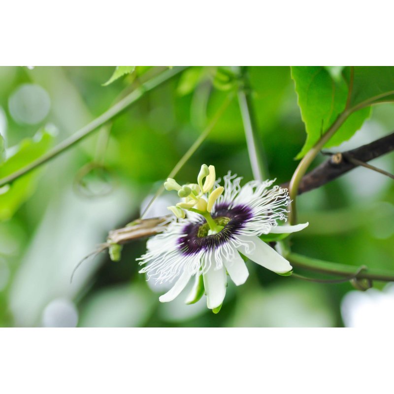 Passiflora Talamancensis - 10 graines