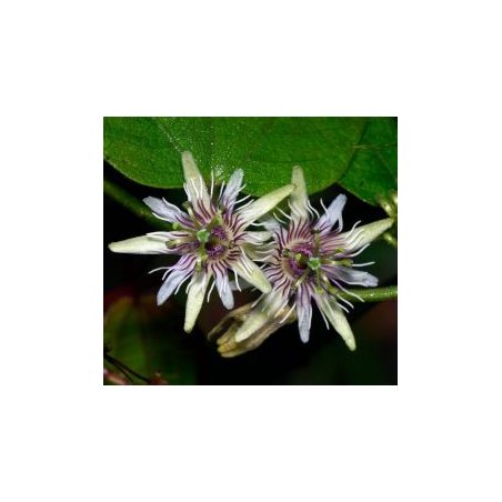 Feuilles de Passiflora sexflora plante grimpante tropicale