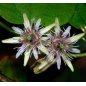 Passiflora Sexflora - 10 graines