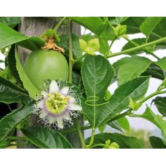 Fruit vert de Passiflora setacea sur la liane