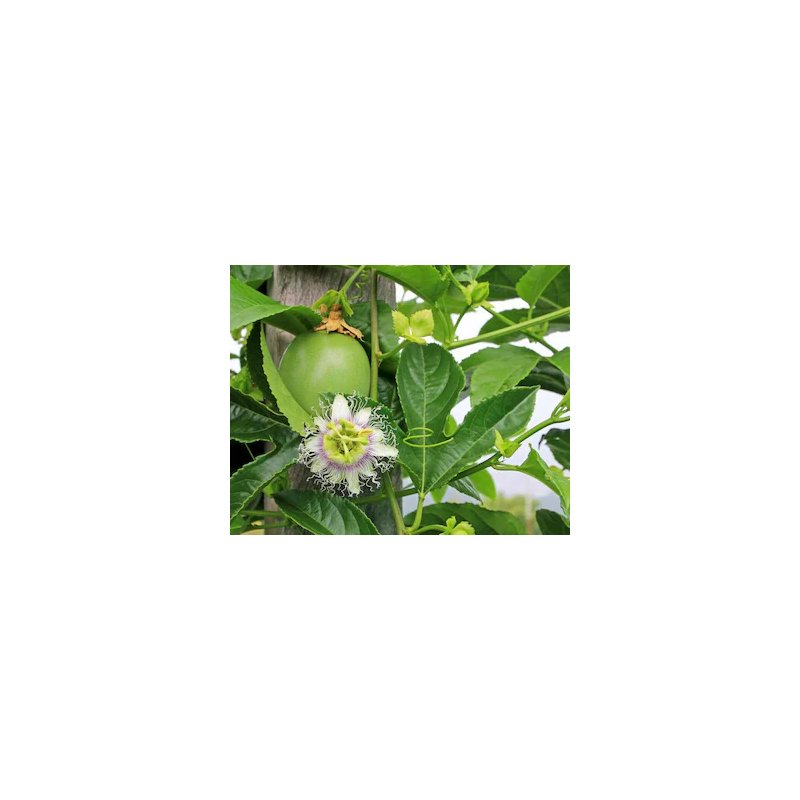 Passiflora Setacea  - 10 graines