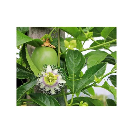 Fruit vert de Passiflora setacea sur la liane