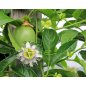 Passiflora Setacea  - 10 graines