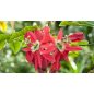 Passiflora Princeps  - 10 graines
