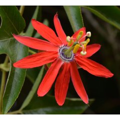 Passiflora Manicata - Passiflore