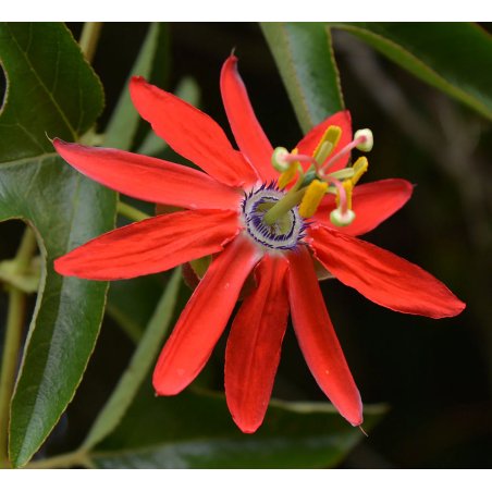 Passiflora Manicata - Passiflore