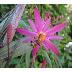 Liane Passiflora hyacinthiflora en floraison violette