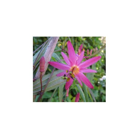 Liane Passiflora hyacinthiflora en floraison violette