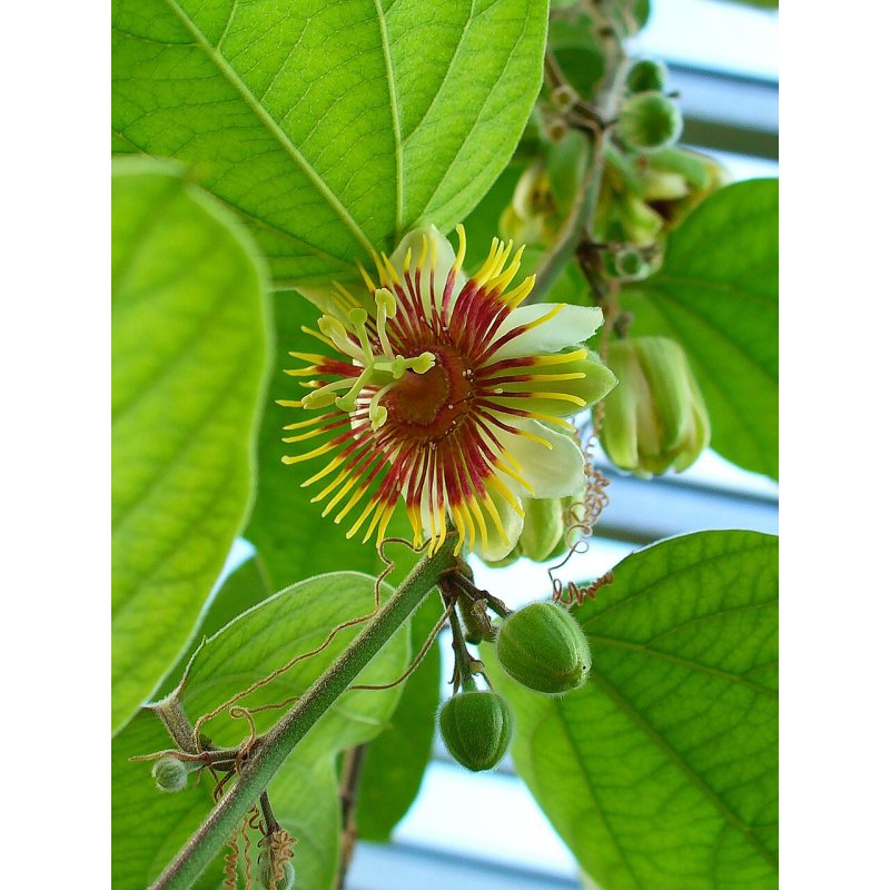Passiflora Holoserica - 10 graines