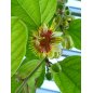 Passiflora Holoserica - 10 graines