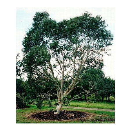 Eucalyptus Niphophila - 10 graines