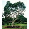 Eucalyptus Niphophila - 10 graines