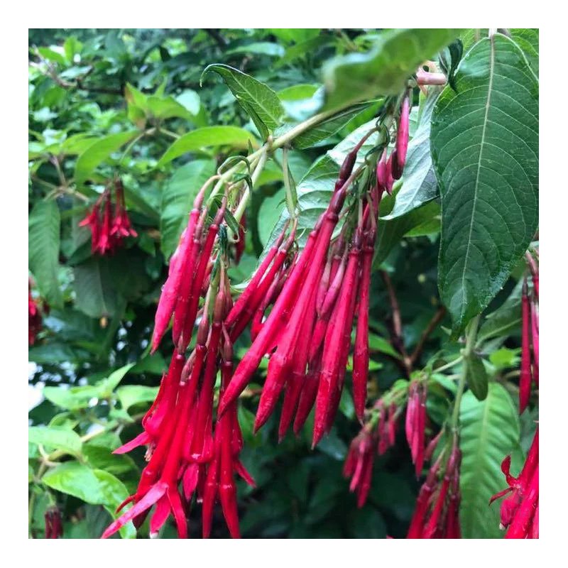 Fuschia Boliviana Red - 10 graines