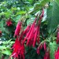 Fuschia Boliviana Red - 10 graines