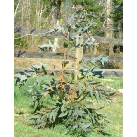 Eucalyptus Nitens - 10 graines