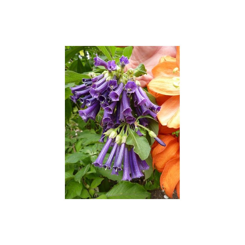 Iochroma Fuchsioides - 10 graines