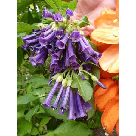 Iochroma fuchsioides, arbuste à fleurs tubulaires violettes