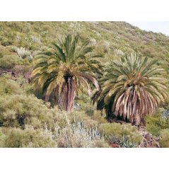 Phoenix loureiroi, palmier sauvage à feuilles rigides