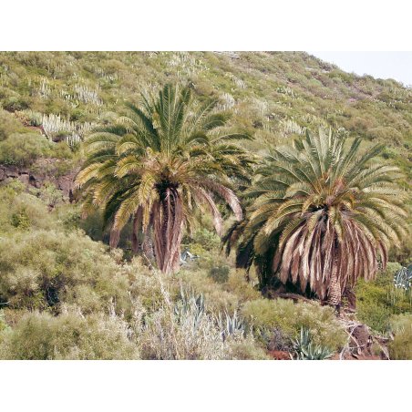 Phoenix loureiroi, palmier sauvage à feuilles rigides