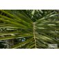 Phoenix Reclinata - 10 graines Phoenix Reclinata - 10 graines