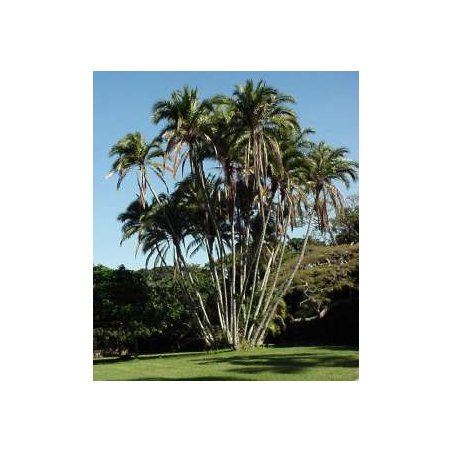 Phoenix reclinata, palmier dattier du Sénégal en touffe