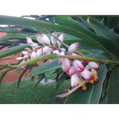 Alpinia zerumbet, gingembre coquille à fleurs pendantes