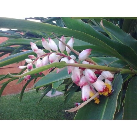 Alpinia zerumbet, gingembre coquille à fleurs pendantes