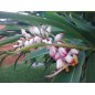 Alpinia zerumbet, gingembre coquille à fleurs pendantes