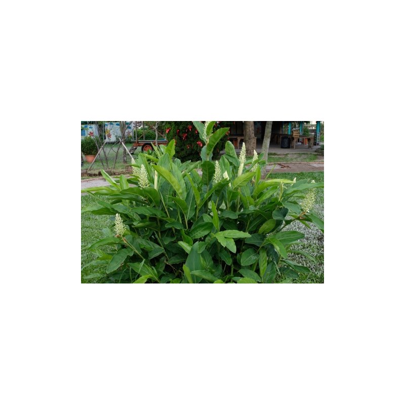 Alpinia Galanga - 10 graines