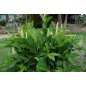 Alpinia Galanga - 10 graines