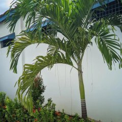 Dypsis rivularis, palmier tropical au feuillage plumeux