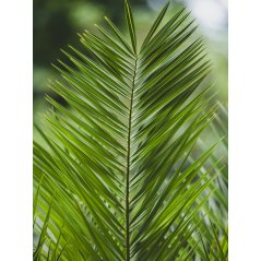 Dypsis Rivularis - 10 graines