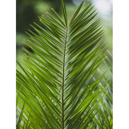 Dypsis Rivularis - 10 graines