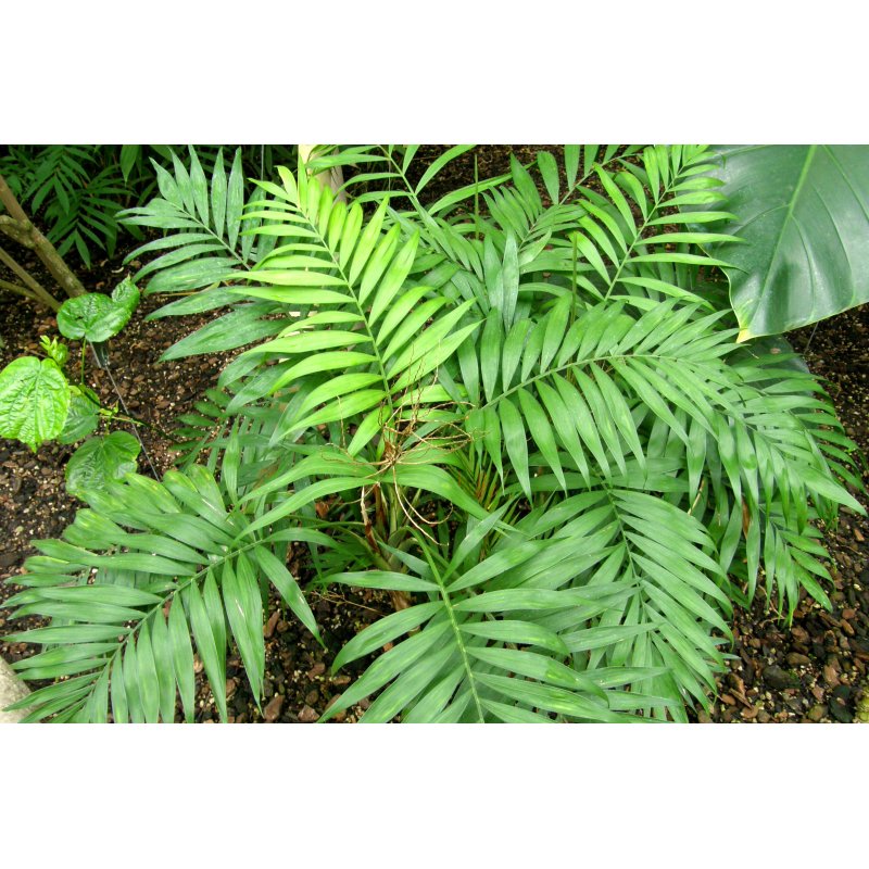 Chamaedorea elegans Negrita - 10 graines Chamaedorea elegans Negrita - 10 graines