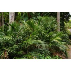 Palmier cascade - Palmier chat - Chamaedorea cataractarum