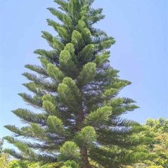 Araucaria columnaris, conifère au port colonnaire élancé
