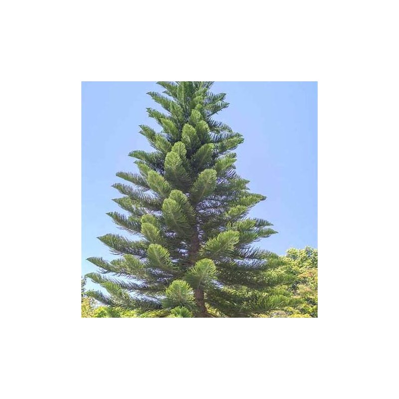 Araucaria Columnaris - 10 graines