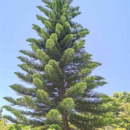 Araucaria columnaris, conifère au port colonnaire élancé