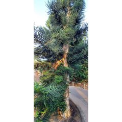 Araucaria Columnaris - 10 graines