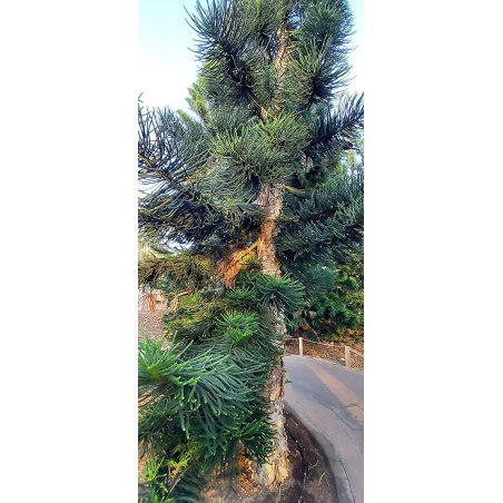 Araucaria Columnaris - 10 graines